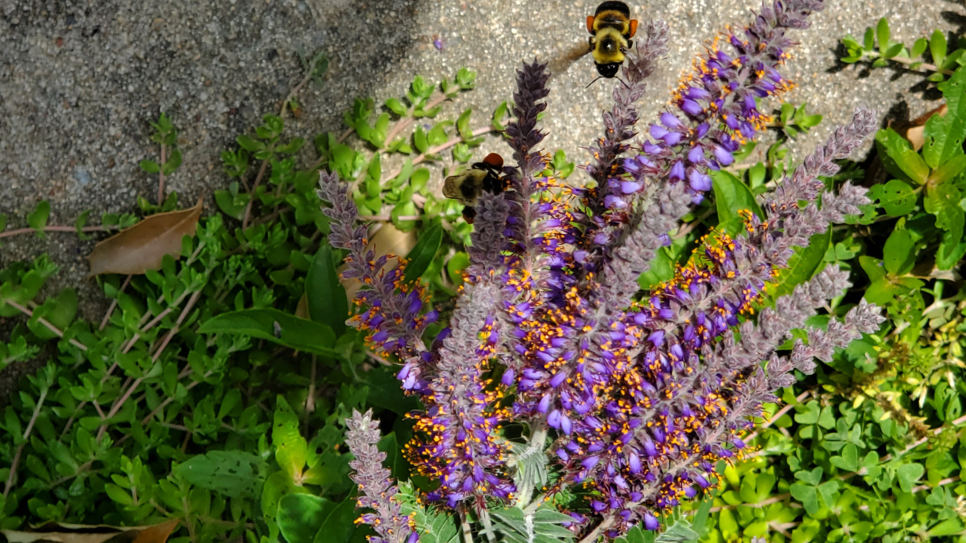Two bumble bees with pollen sacks full of bright orange pollen fly in to collect nectar and pollen from the deep purple blooms of a lead plant. 